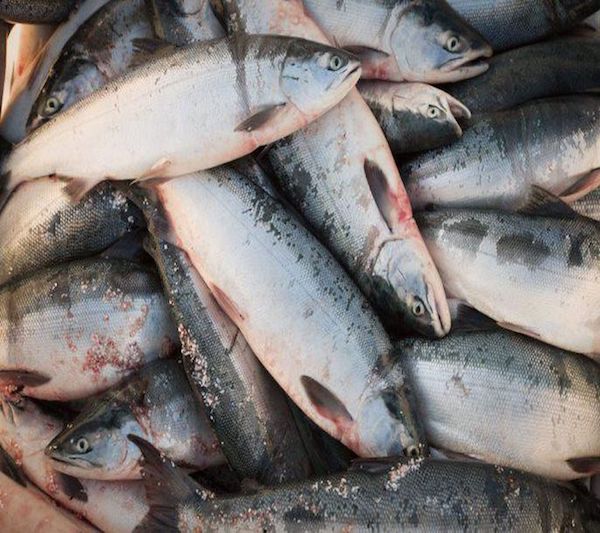 Princess Fish Trading | We offer you the best prices in the market